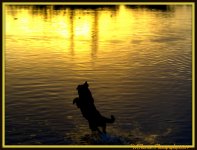 Dog Divin for a stick.jpg
