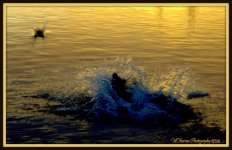 Dog Swimming for stick.jpg