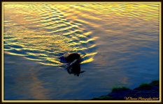 Dog Bringing back the stick.jpg