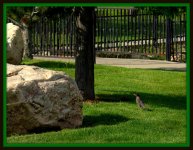 Robin in Syracuse Park.jpg