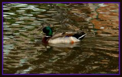 Duck on Syracuse Pond.jpg