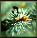New Baby Pine Cones.jpg