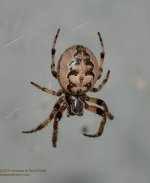 141 Spider-140521-01_01.jpg