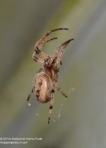 141 Spider-140521-02_01.jpg