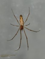 141 Spider-140521-03_01.jpg