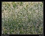 Day141WetGrass.jpg