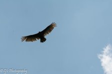 DSC_0187.jpg