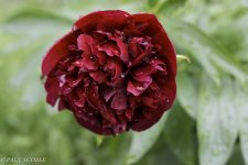 red flower with water drops.jpg