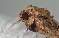 moth.jpg