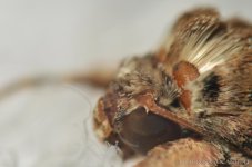 moth1.jpg