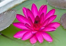 flower50mm-2.jpg