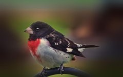grosbeak1200.jpg