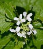 142 White Flowers-140522_01.jpg