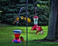 oriole humming birds.jpg