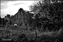 Barn Tree BW.jpg