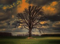tree1200.jpg