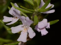 Westringia2.jpg