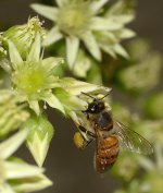 Bee.jpg