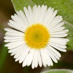 Daisy.jpg