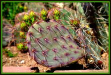Prickly Pear Cactus.jpg