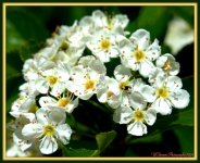 Little White Flowers.jpg