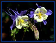 Periwinkle Flowers at Red Butte.jpg