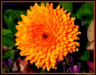 Orange Flower at Red Butte Garden.jpg