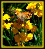 Butterfly with Probiscus in Yellow Flower.jpg
