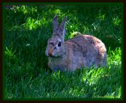 Wild Rabbit.jpg