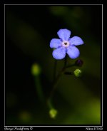 Day142Flower5.jpg