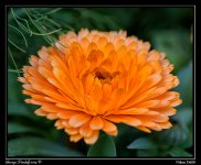 Day142Flower1.jpg