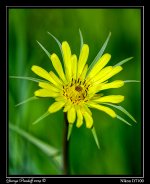 Day142Flower2.jpg