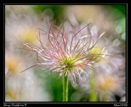 Day142Flower3.jpg