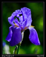 Day142Flower4.jpg