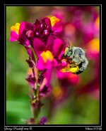 Day142Bee.jpg