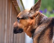 German Shepherd Aldo.jpg