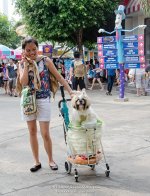 doggy-1.jpg