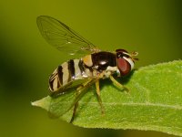 Fly.jpg