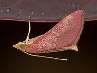 Moth2.jpg