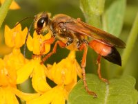 BeeWasp2.jpg