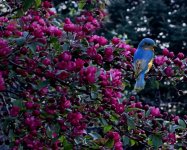 bluebird in the blossoms2000.jpg