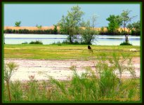 Red Wing Blackbird.jpg