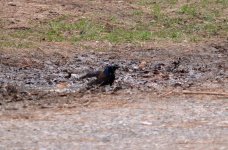 DSC_2897.jpg