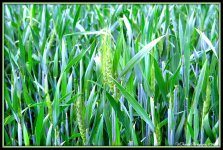 New Wheat.jpg