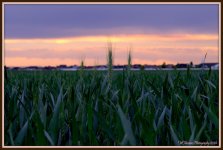 New Wheat 2.jpg