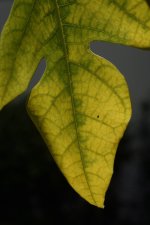 _DSC5584.jpg