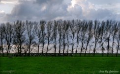 Poplars LOL.jpg