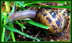 Snail 3.jpg