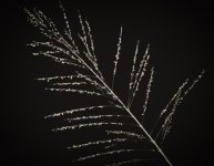 night-2.jpg