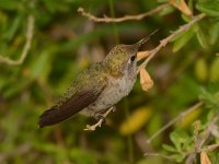 Hummer5.jpg